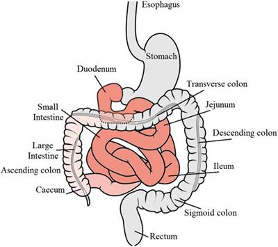 Advances in Oral Drug Delivery